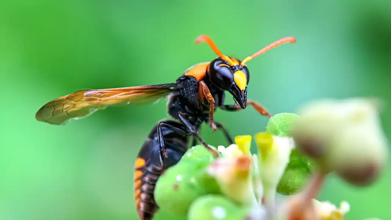 8 000 reines frelons asiatiques capturées, voici la méthode ingénieuse trouvée par une commune pour stopper l’invasion