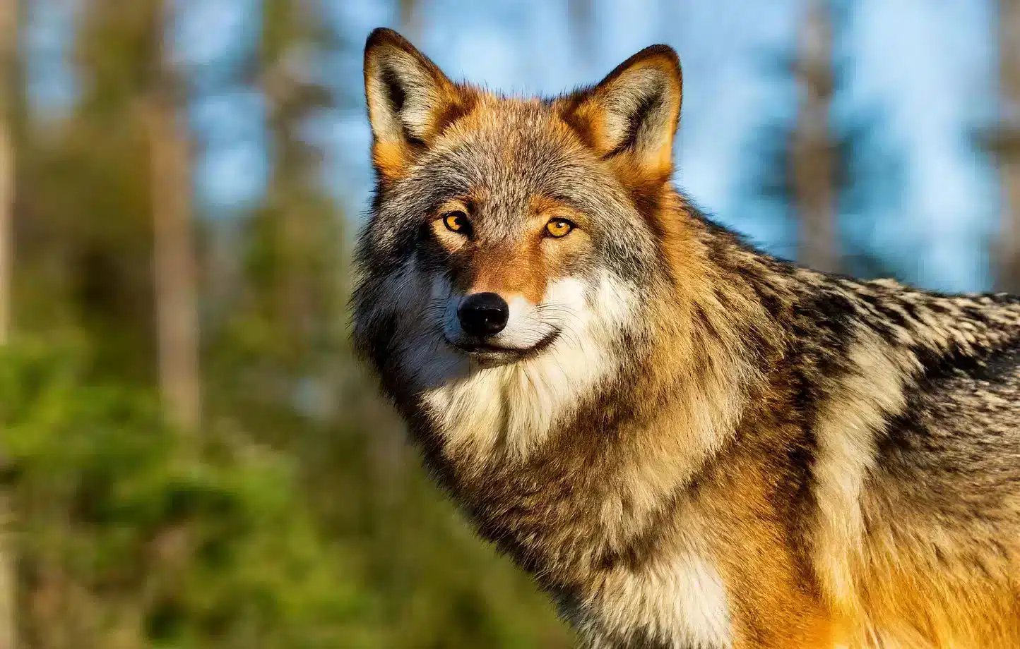 loups voici la liste complète des régions de france où leur présence a explosée en 2025