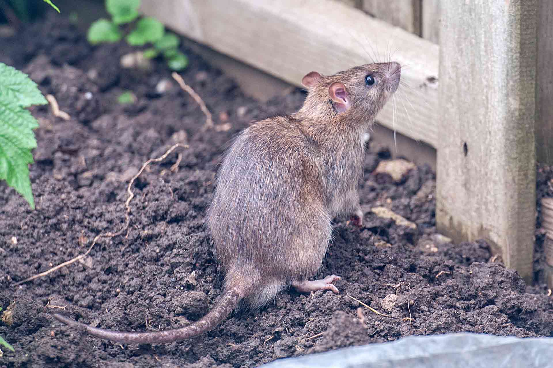 rats dans le jardin cet objet du quotidien est super efficace pour les repousser et en plus il sent vraiment très très bon